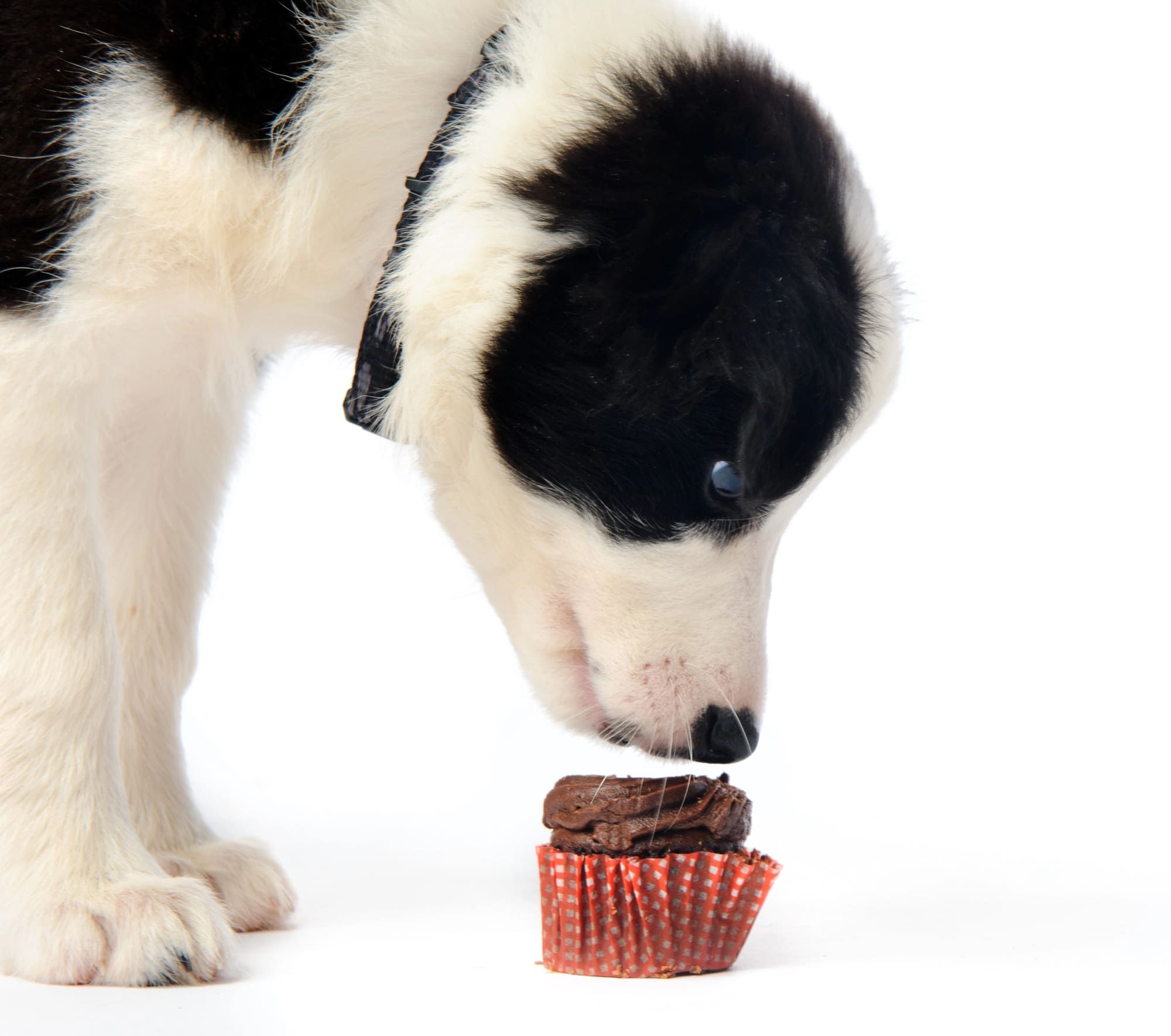 cómo puedo saber si mi perro tiene intoxicación por chocolate