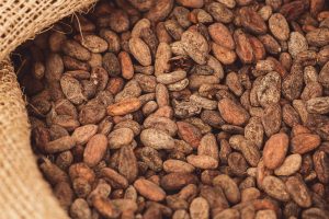fermentación del cacao
