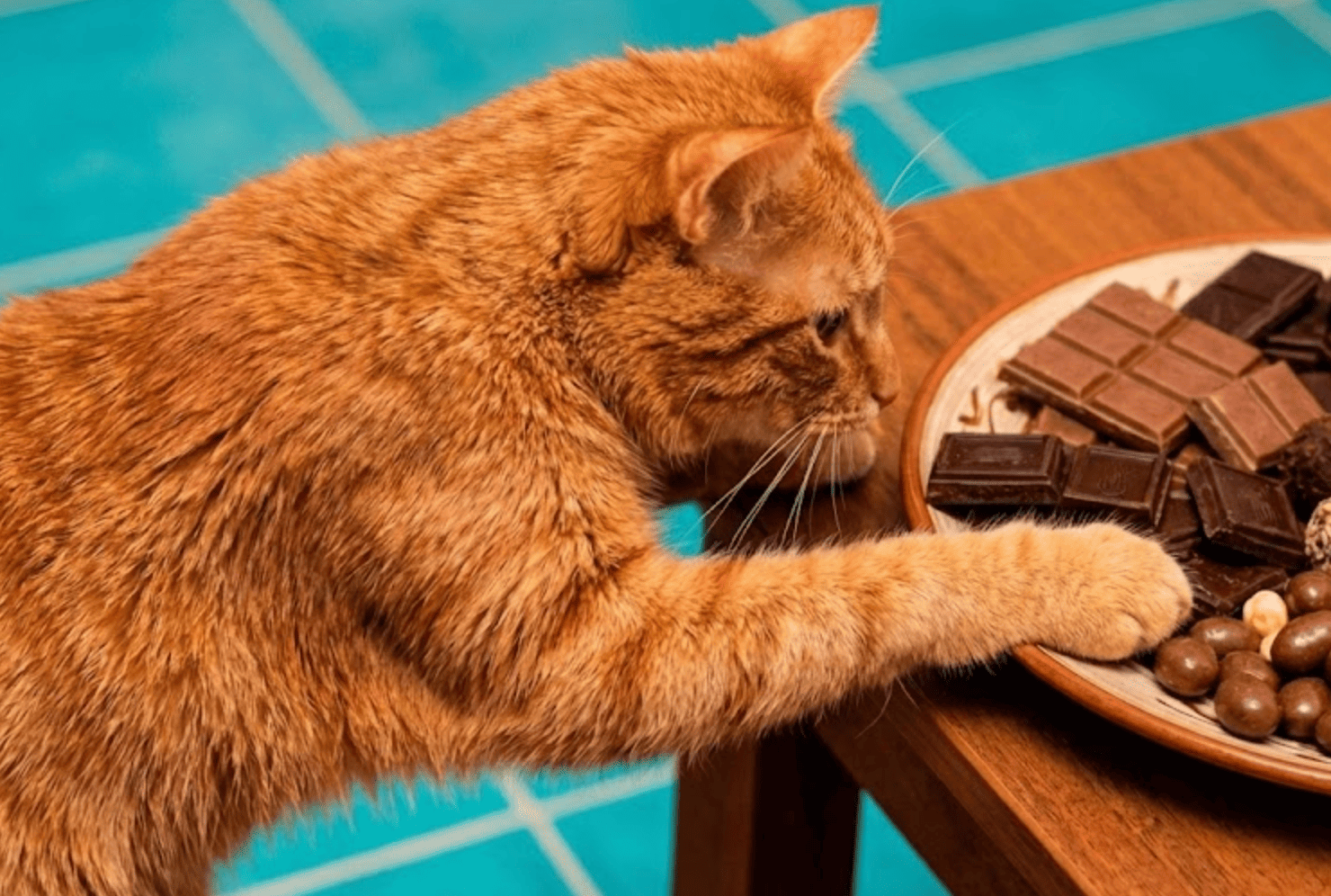 pueden-comer-chocolate-gatos